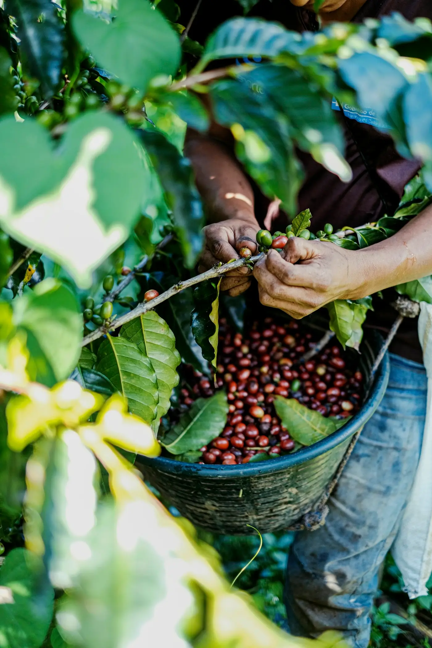 Tangan memetik buah kopi ke dalam keranjang
