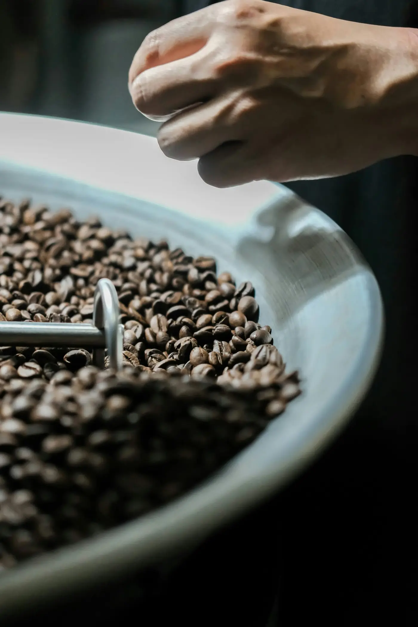 Biji kopi yang baru disangrai di nampan pendingin